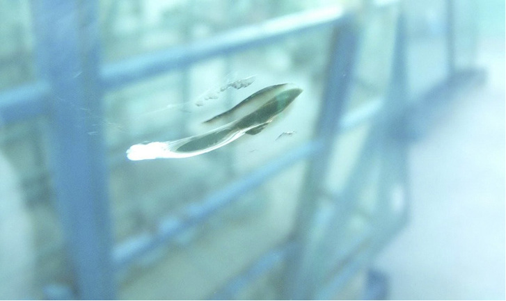 Detailaufnahme eines Wurmbruchs, der sich mitten in der Scheibe befindet.