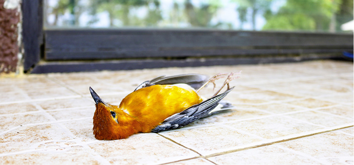 <p>
</p>

<p>
Der Landesnaturschutzverband BW geht in Baden-Württemberg von 15 Mio. getöteten Vögeln durch Kollisionen mit Glasscheiben aus. Mit Vogelschutzglas sowie mit entsprechenden Folien ließe sich dies Zahl deutlich senken.
</p> - © Foto: Getty Images / NeagoneFo

