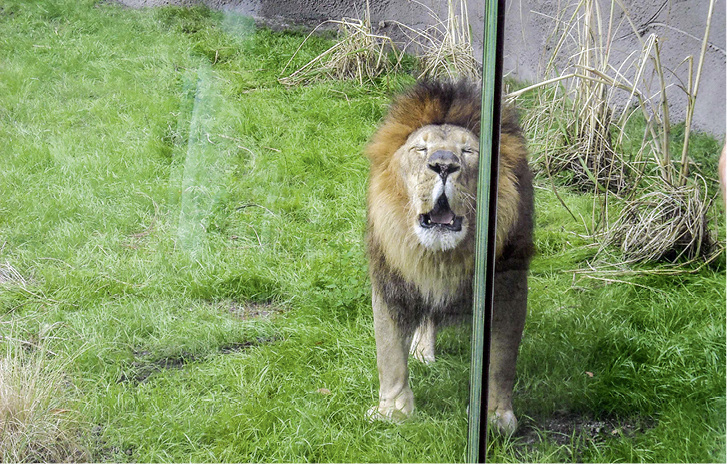 



Das Löwen-Gehege im Zoo von Detroit hat jetzt VSG-Scheiben, die es mit dem Aufprall eines 60 km/h schnellen 2,5-Tonners aufnehmen können, das ist stärker als jeder Löwe.
