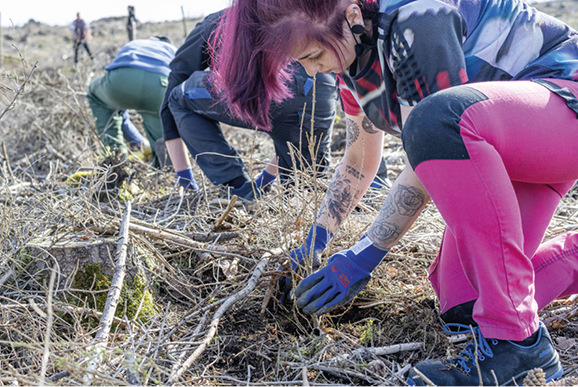 In unmittelbarer Nähe zum Rothaarsteig, einem knapp 160 km langen Fernwanderweg, halfen die Azubis von Siegenia bei einem Aufforstungsprojekt mit über 1.100 Setzlingen.