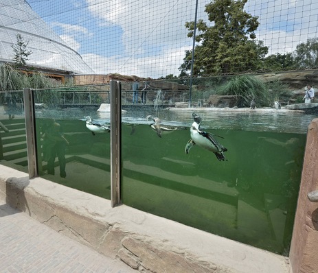 Sicherheitsglas macht‘s möglich: Unterwasser-Blick durch die Stadip Aqua-Panorama-Scheibe von Vetrotech auf die flinken Pinguine und ihre Mitbewohner, die Rotschulterenten und Inka-Seeschwalben im Zoo in Krefeld.