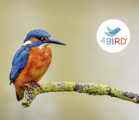 Mit seiner 4BIRD Kollektion bietet Saint-Gobain Glass aktuell vier geprüfte Designs für die Fertigung von Vogelschutzgläsern an.