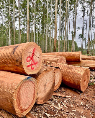 Von den Stämmen werden die unteren 10 m im Sägewerk weiterverarbeitet. Alles, was darüber ist, findet Verwendung für die Papierindustrie. Die Firma URUFOR liefert das Holz geschnitten und getrocknet an Holz Schiller. Dabei wird, anders als vielfach in Asien und Europa, auf großen Bandsägen (deutsche Hersteller) mit der Struktur des Holzes geschnitten. Das juvenile Holz, mittig im Stamm auf ca. 15 x 15 cm, ist nicht Fehlerfrei und findet beim Red Grandis-Spezialisten Holz Schiller keinen Eingang in die Leimholzproduktion.